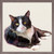 Feline Friends - Tuxedo Cat Mini Framed Canvas