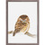 Sleeping Baby Owl Portrait Mini Framed Canvas