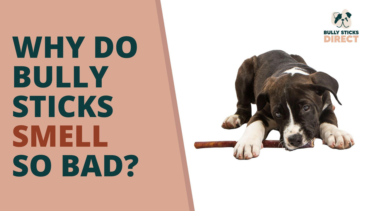 Stick Around: Why Do Bully Sticks Smell So Bad? - Bully Sticks Direct