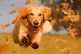 4 Simple Ways to Keep Your Dog Active