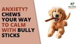 Anxiety? Chews Your Way to Calm with Bully Sticks