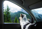 Seven Great Tips for Traveling With Your Dog | A Guide for Pet Owners  - Bully Sticks Direct