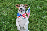 How to Keep Your Dog Calm During 4th of July Fireworks