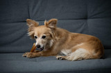 Bully Sticks Direct | New Natural Odor Bully Sticks That Dogs Love!