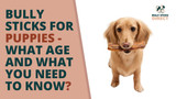 Bully Sticks for Puppies: What Age and What You Need to Know - Bully Sticks Direct