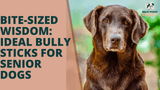 Bite-Sized Wisdom: Ideal Bully Sticks for Senior Dogs