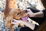 Different Types of Dog Treats and Their Best Uses for Your Pup