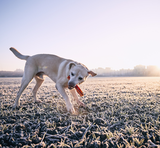 Dog days of Summer - Help your dog beat the heat! - Bully Sticks Direct