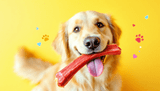 Can Dogs Eat Bully Sticks Every Day? Benefits and Risks Explained - Bully Sticks Direct