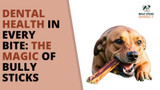 Dental Health in Every Bite: The Magic of Bully Sticks