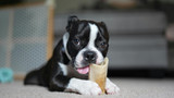 7 Signs Your Dog Needs a Better Chew