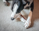 The Science of Chew Texture: Why Dogs Prefer Braided vs. Straight vs. Flat