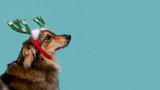 Toys, Treats, & Tech: A Gift Guide for Pet Parents