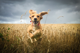Great Tips For Keep Your Dog At a Healthy Weight  - Bully Sticks Direct