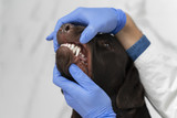 Don’t Forget the Fangs! National Pet Dental Health Month with Bully Sticks Direct