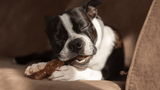How Chewing Affects Your Dogs Behavior and Mental Health