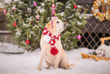 How To Make the Holiday Season Special For Your Dog - Bully Sticks Direct