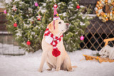 How To Make the Holiday Season Special For Your Dog