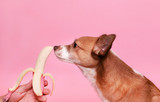 Harmful Dog Food Ingredients To Avoid | Choose Bully Sticks Direct Single-Ingredient Treats