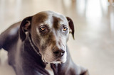 Senior Dog Care Using Bully Sticks |The Best All-Natural Chews and Treats - Bully Sticks Direct