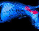 Best Dog Chews for Hip Dysplasia and Joint Support — The Food-Source Glucosamine and Chondroitin Approach