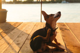 Best Treats for Dogs With Beef AND Chicken Allergy [2026] — The Complete Protocol When Your Dog Can't Have Either of the Two Most Common Allergens