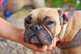 Food Allergy Symptoms in Dogs: Beef, Chicken, and How Allergies Actually Develop