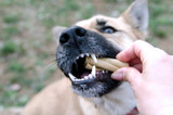 My Dog Gets Aggressive with Bully Sticks: Resource Guarding Explained