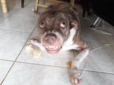 Bully Sticks and Resource Guarding — Why Dogs Guard High-Value Chews and What to Do About It