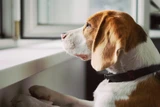 Bully Sticks for Dogs With Separation Anxiety [2026] — The Science-Based Protocol for Using Long-Session Chews to Manage Absence Distress
