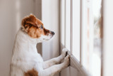Is It Safe to Leave a Dog Alone With a Bully Stick? What Every Owner Should Know