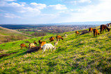Goat Chews for Dogs [2026] — The Complete Novel Protein Guide: Why Goat Skin Is the First-Step Novel Ruminant for Beef-Allergic Dogs
