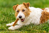 My Dog Ate a Whole Bully Stick [2026] — What Happens Now, When to Call the Vet, and How to Prevent It Next Time