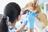 Bully Sticks and Dental Health — How Chewing Helps Your Dog's Teeth, What It Can and Can't Do, and How to Use Bully Sticks for Cleaner Teeth