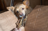 The Best Green Tripe Benefits for Your Dog's Health and Nutrition