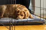 Bully Sticks for Crate Training [2026] — The Complete Protocol for Using Long-Session Chews to Build Positive Crate Association From Day One