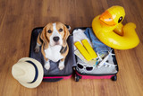 Guide to Flying and Traveling with Bully Sticks: TSA Rules, Road Trips, Camping, and Hotels