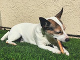 Do Dogs Choke on Bully Sticks? Essential Safety Tips for Pet Owners
