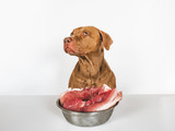 Best Treats for Dogs With Beef Allergy [2026] — The Complete Replacement Protocol: Every Beef Product Your Dog Lost and the Goose, Camel, and Goat Products That Replace Them