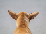 Why Won't My Dog Eat Bully Sticks Anymore? Common Reasons Explained