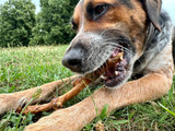 The Best Bully Sticks for Power Chewers: Tough Chews for Strong Dogs