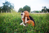 Can Puppies Have Food Allergies? Why Your Itchy Puppy Probably Doesn't — and What to Do Now