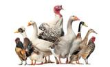 Can Dogs Allergic to Chicken Eat Turkey, Duck, or Goose? The Poultry Cross-Reactivity Question Explained
