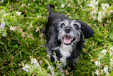 Best Bully Sticks for Senior Dogs [2026] — 7 Options Ranked by Dental Safety, Joint Support, and the Specific Needs of Dogs 7 and Older