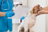 Bully Sticks for Dogs With Kidney Disease — An Honest Guide to Protein, Phosphorus, and Why Renal Diets Change the Rules