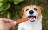 Why Does My Dog Whine When He Gets a Bully Stick?
