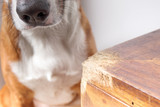 How to Stop Destructive Chewing: The Redirect Protocol