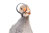 Goose vs Chicken for Dogs — Why the Most Common Protein and One of the Rarest Sit at Opposite Ends of the Allergy Spectrum