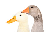 Duck vs Goose for Dogs With Food Allergies [2026] — Why One Is Still Novel and One Isn't Anymore