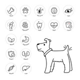 Can Bully Sticks Cause Pancreatitis in Dogs? - Bully Sticks Direct